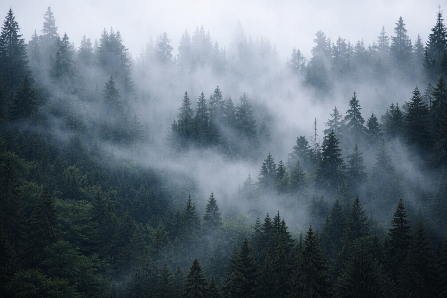 Studio portrait representing the Backwoods Development maker